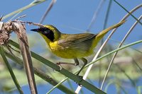 Belding's Yellowthroat - Geothlypis beldingi