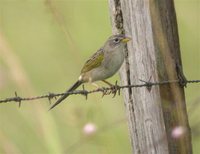 Wedge-tailed Grass-Finch - Emberizoides herbicola