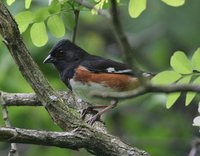 Eastern Towhee - Pipilo erythrophthalmus