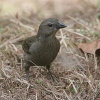 Shiny Cowbird - Molothrus bonariensis