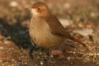 *NEW* Rufous Hornero