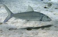 Bonefish - Albula vulpes