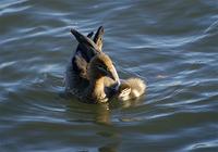 Australian Wood Ducks