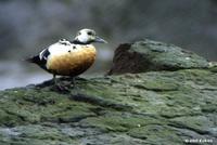 Steller's Eider Polysticta stelleri