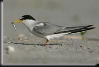 Least Tern, Jones Beach, NY