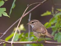 Radde's warbler C20D 03988.jpg