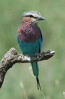 Lilac-breasted Roller p.236