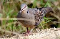 Streptopelia orientalis , 멧비둘기 - Oriental Turtle Dove