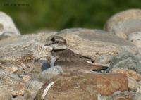 Long-Billed Linged Plover Charadrius placidusus 흰목물떼새