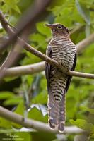 Brush Cuckoo (immature)