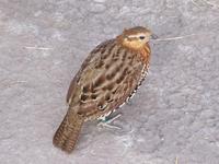 Mountain Bamboo Partridge