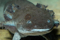 : Ambystoma mexicanum; Mexican Axolotl