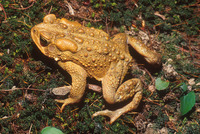 : Bufo americanus; American Toad