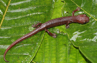 : Bolitoglossa dunni