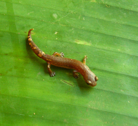 : Bolitoglossa helmrichi