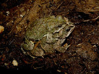 : Bufo punctatus; Red-spotted Toad