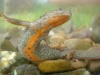 : Calotriton asper; Pyrenean Brook Salamander