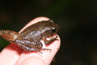 : Craugastor podiciferus; Piglet Litter Frog