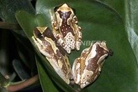 : Dendropsophus ebraccatus