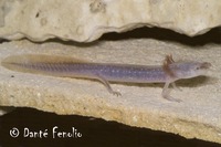 : Eurycea waterlooensis; Austin Blind Salamander