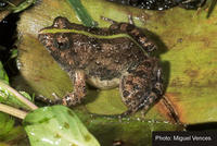 : Phrynobatrachus natalensis; Natal Puddle Frog