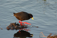 : Amaurornis flavirostris; Black Crake