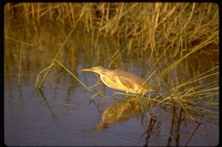 : Ardeola ralloides; Squacco Heron