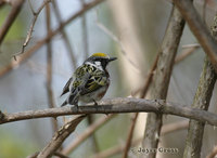 : Dendroica pensylvanica; Chestnut-sided Warbler