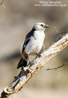 : Dinemellia dinemelli; White-headed Buffalo-weaver