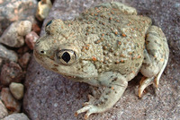 : Spea multiplicata; Mexican Spadefoot Toad