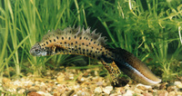 : Triturus dobrogicus; Danube Crested Newt