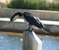 : Phalacrocorax melanoleucos; Little Pied Cormorant