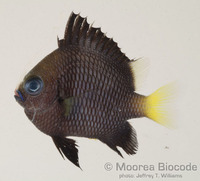 : Dascyllus flavicaudus