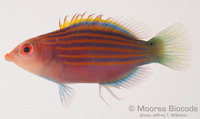 : Pseudocheilinus hexataenia