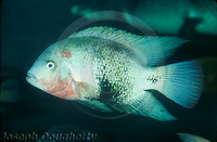 : Vieja maculicauda; Blackbelt Cichlid