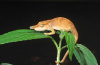 : Calumma boettgeri