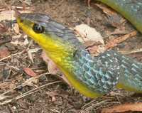 : Dendrelaphis punctulata; Green Tree Snake