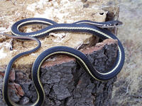 : Masticophis lateralis lateralis; California Striped Whipsnake