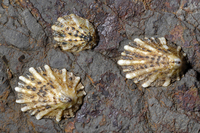 : Lottia scabra; Rough Limpet