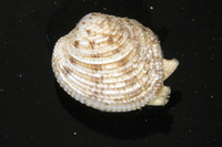 : Periglypta reticulata