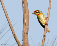 Coppersmith Barbet