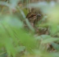 Mrs Hume's  Pheasant, Doi Chiang Dao