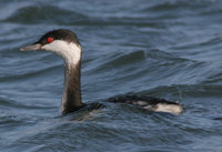 Slovanian Grebe - Podiceps auritus - Zampull