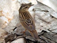 북방개개비 Locustella certhiola | Siberian grasshopper warbler