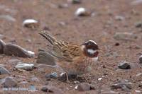 Pine Bunting » Emberiza leucocephalos