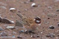 Pine Bunting » Emberiza leucocephalos