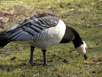 Bramgås (Branta leucopsis)