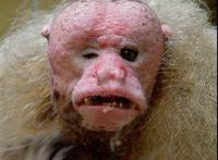 Uakari