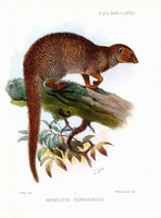 Joseph Smit Herpestes ferrugineus