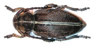 Dorcadion arenarium arenarium var. dalmatinum